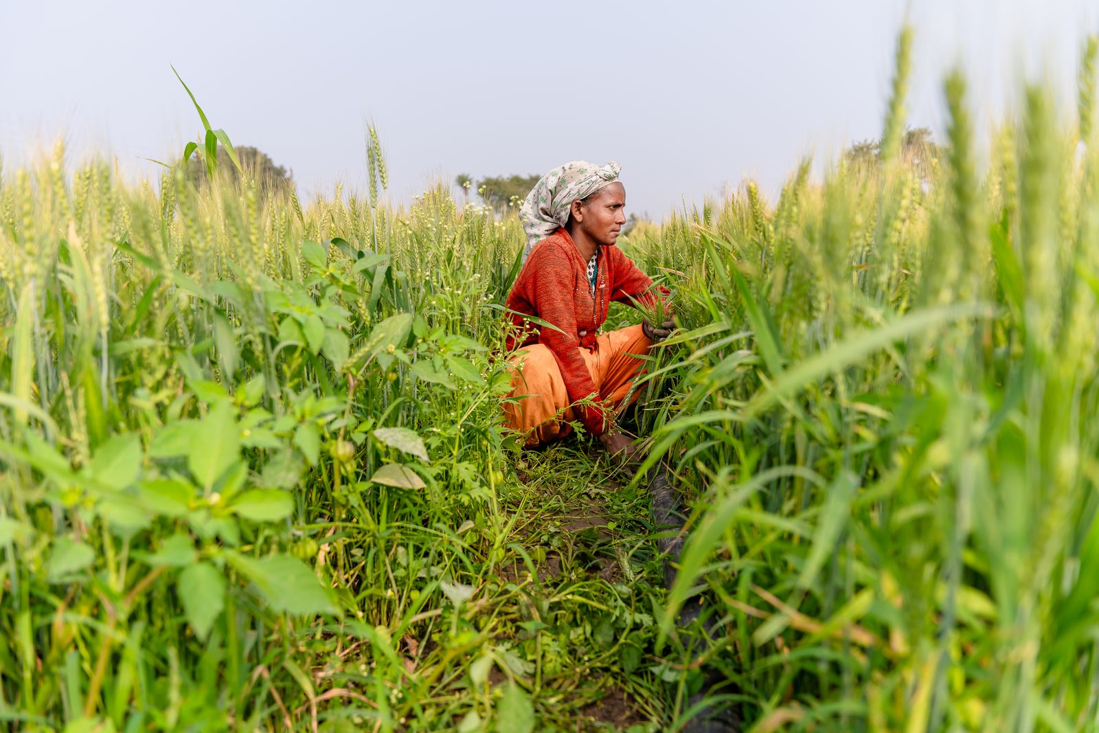 Agricultural solar for Indian farms under the KUSUM scheme